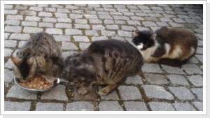 Street Cats 02