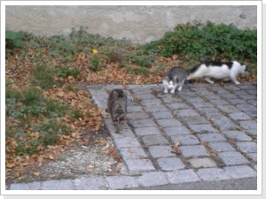 Street Cats 05