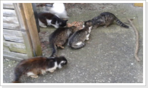 Street Cats 01